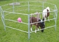 Temporary Garden 1.6m Corral Fencing Panels Animal Husbandry Iron