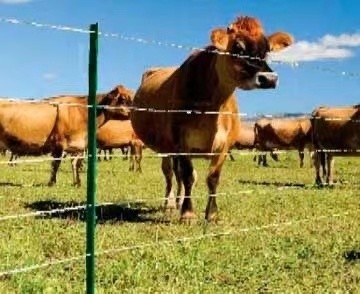Thép mạ kẽm nhúng nóng Studded T Post 6ft Kim loại cho hàng rào động vật