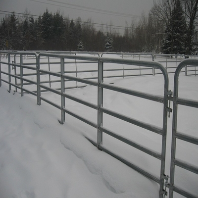 Thép mạ kẽm Tấm hàng rào chăn nuôi 1,6m được hàn cho trang trại