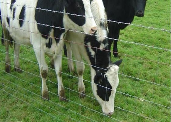 Hàng rào chăn nuôi mạ kẽm ngăn chặn bản lề Trang trại dây hàng rào